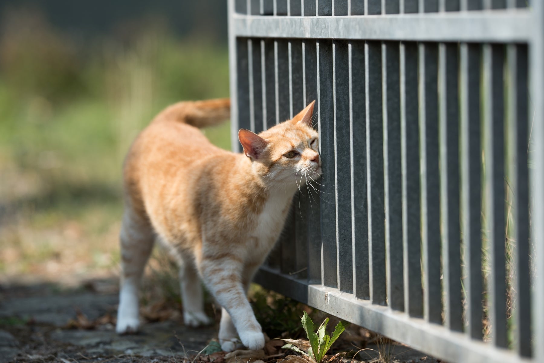 How Can I Prevent My Cat From Marking Territory Inside The House?