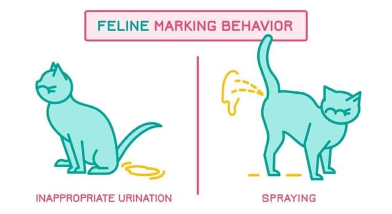 How Can I Prevent My Cat From Marking Territory Inside The House?