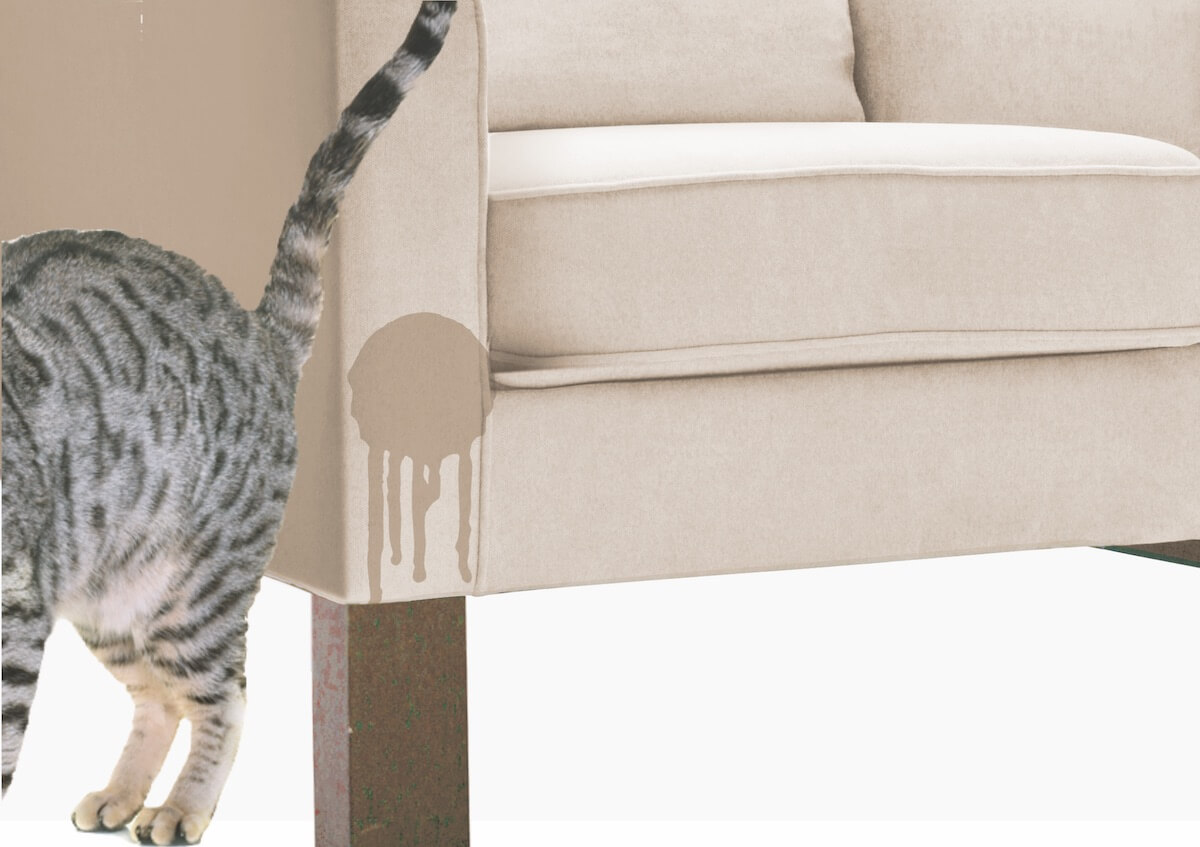 How Can I Prevent My Cat From Marking Territory Inside The House?