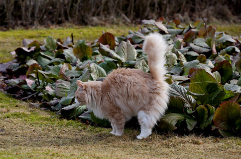 How Can I Prevent My Cat From Marking Territory Inside The House?