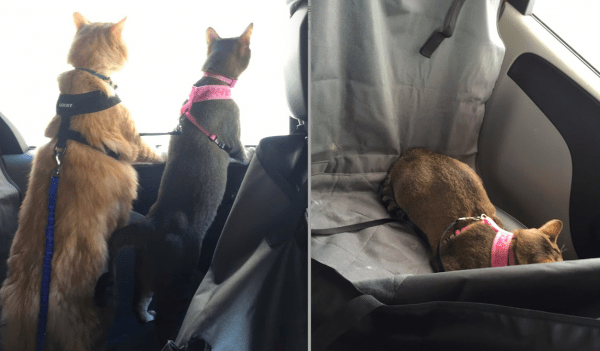 How Can I Travel Safely With My Cat On A Long-distance Trip?