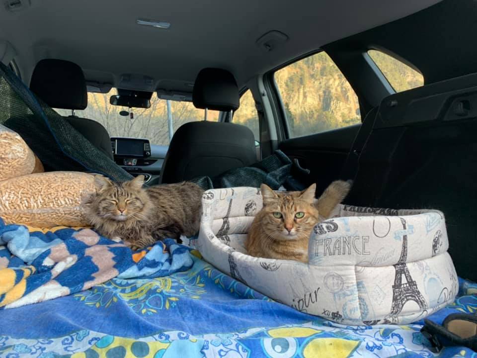 How Can I Travel Safely With My Cat On A Long-distance Trip?