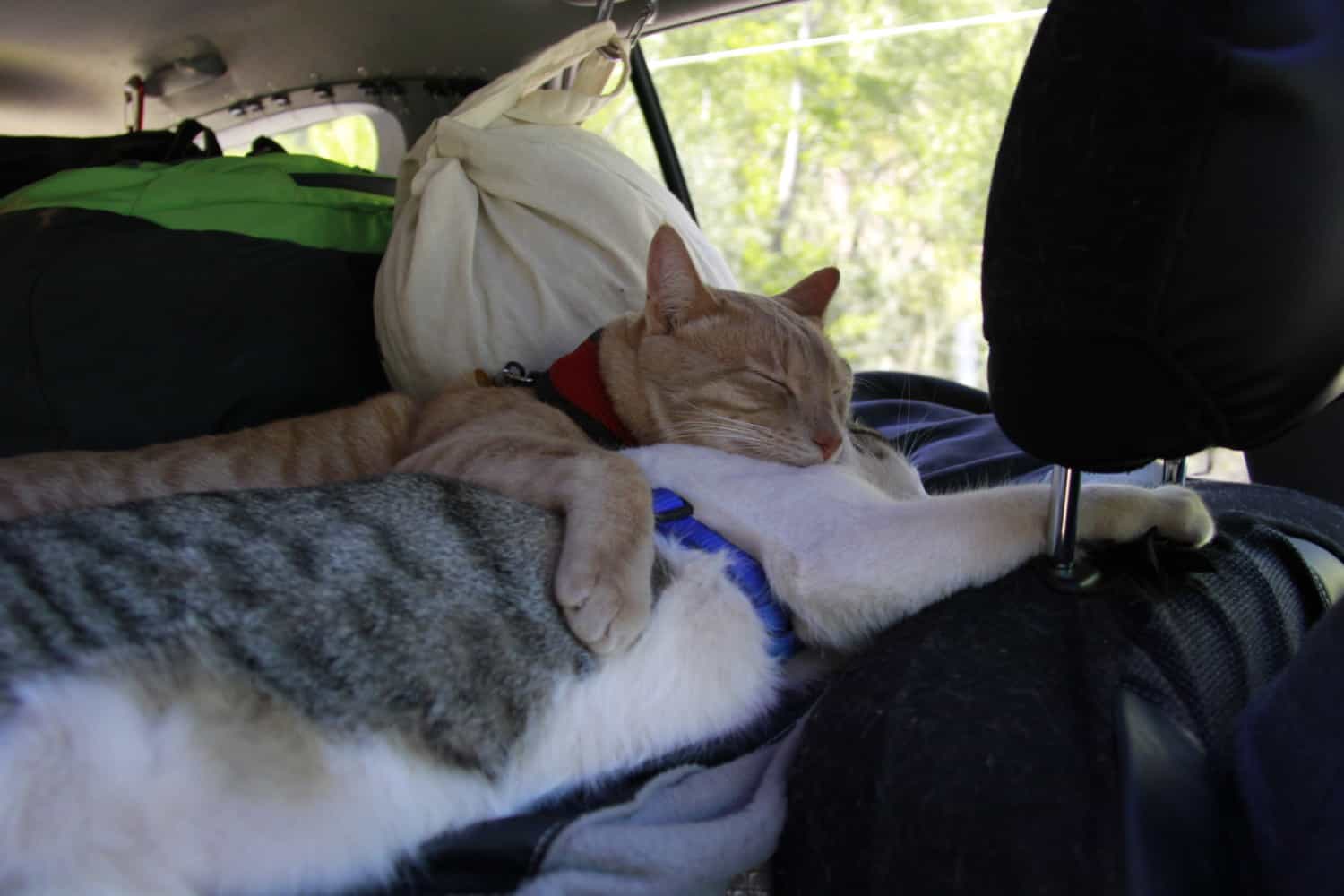 How Can I Travel Safely With My Cat On A Long-distance Trip?