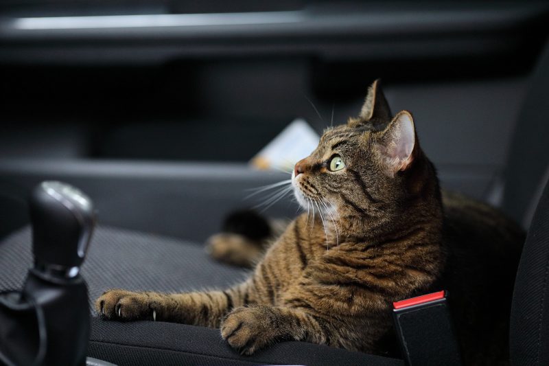 How Can I Travel Safely With My Cat On A Long-distance Trip?